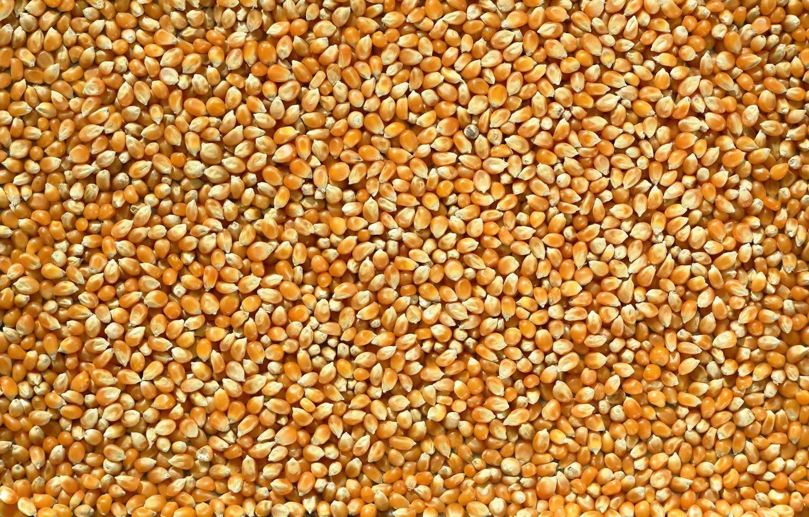 Mısır