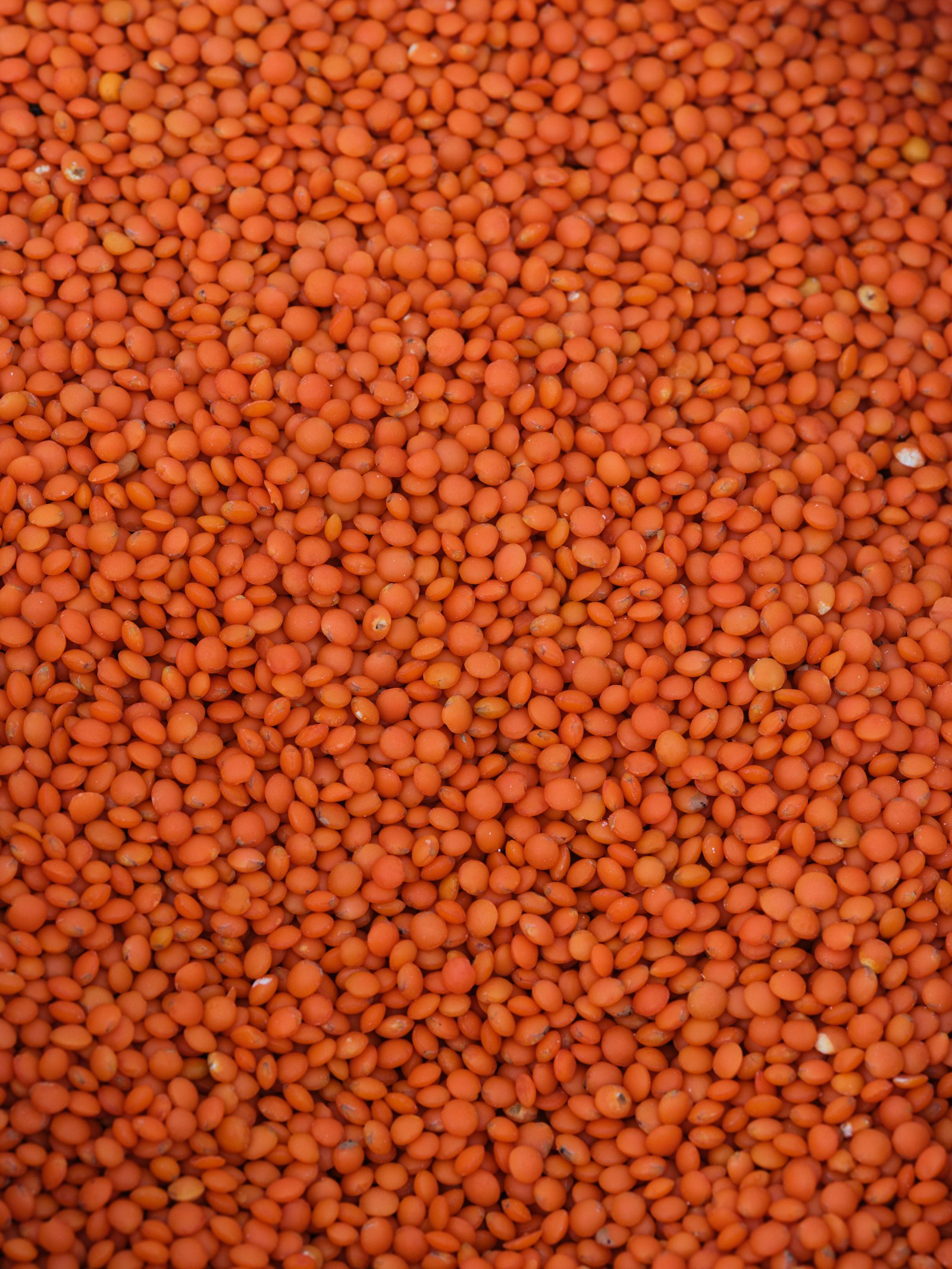 Mercimek
